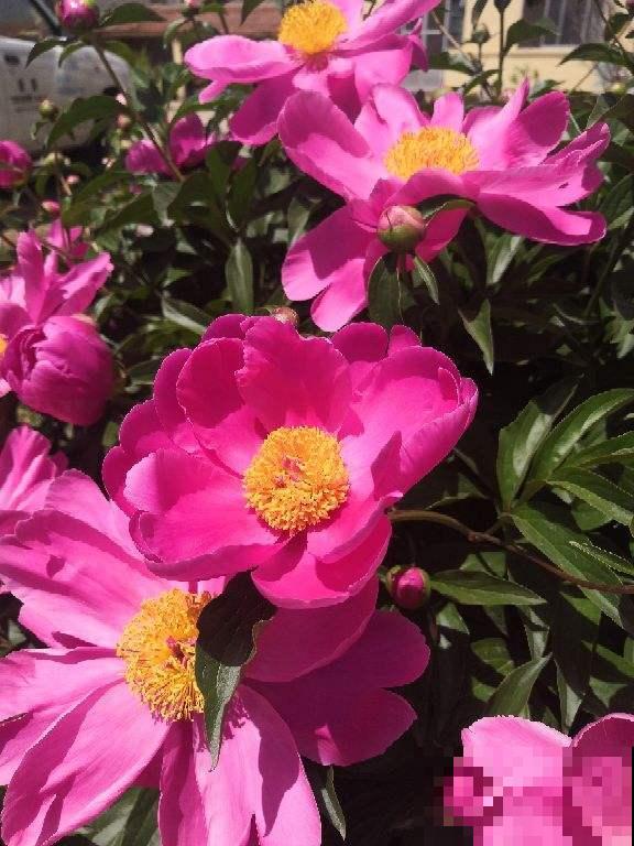 女士们都爱养的花，开花美艳动人，家里变成小花海