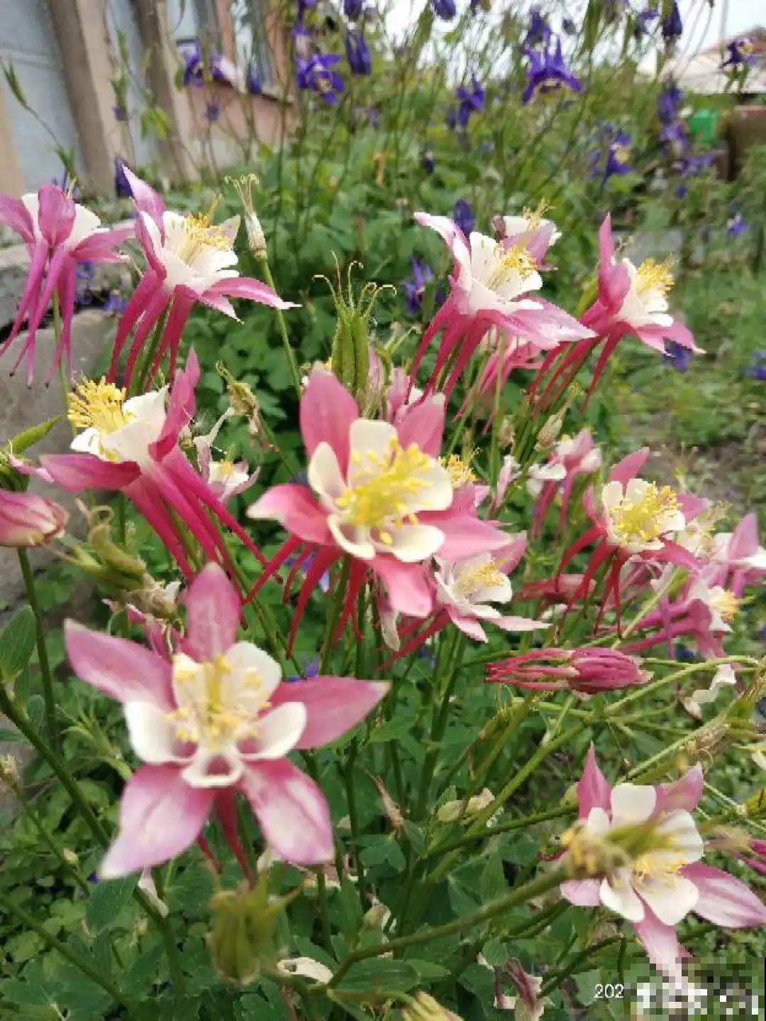 家里养盆“省心”花,自己开花自己结种,不用再买花种了 家里养盆“省心”花,自己开花自己结种,不用再买花种了