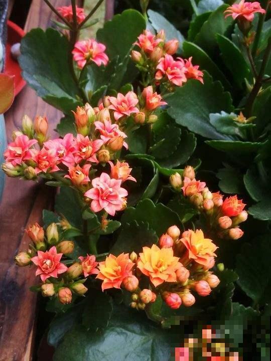 夏天养长寿花，要注意3要点，植物安安稳稳度夏