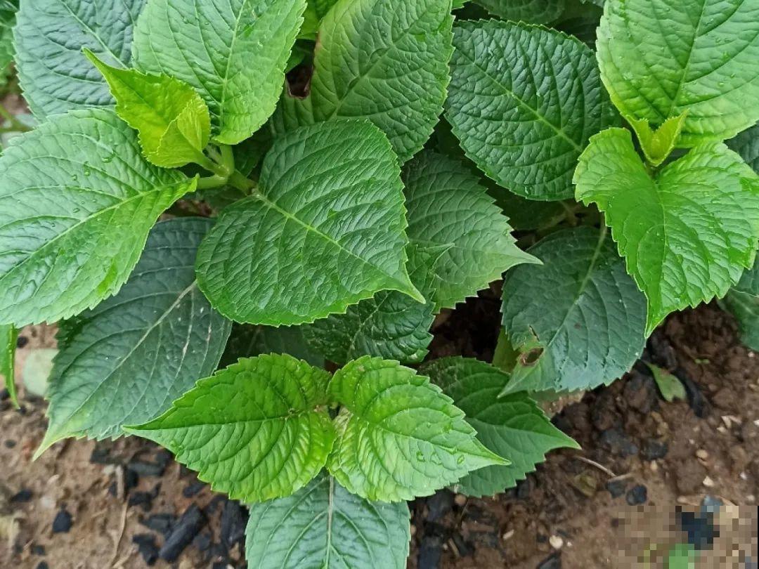 花园“三剑客”，可不太好养，能养好的都是高手