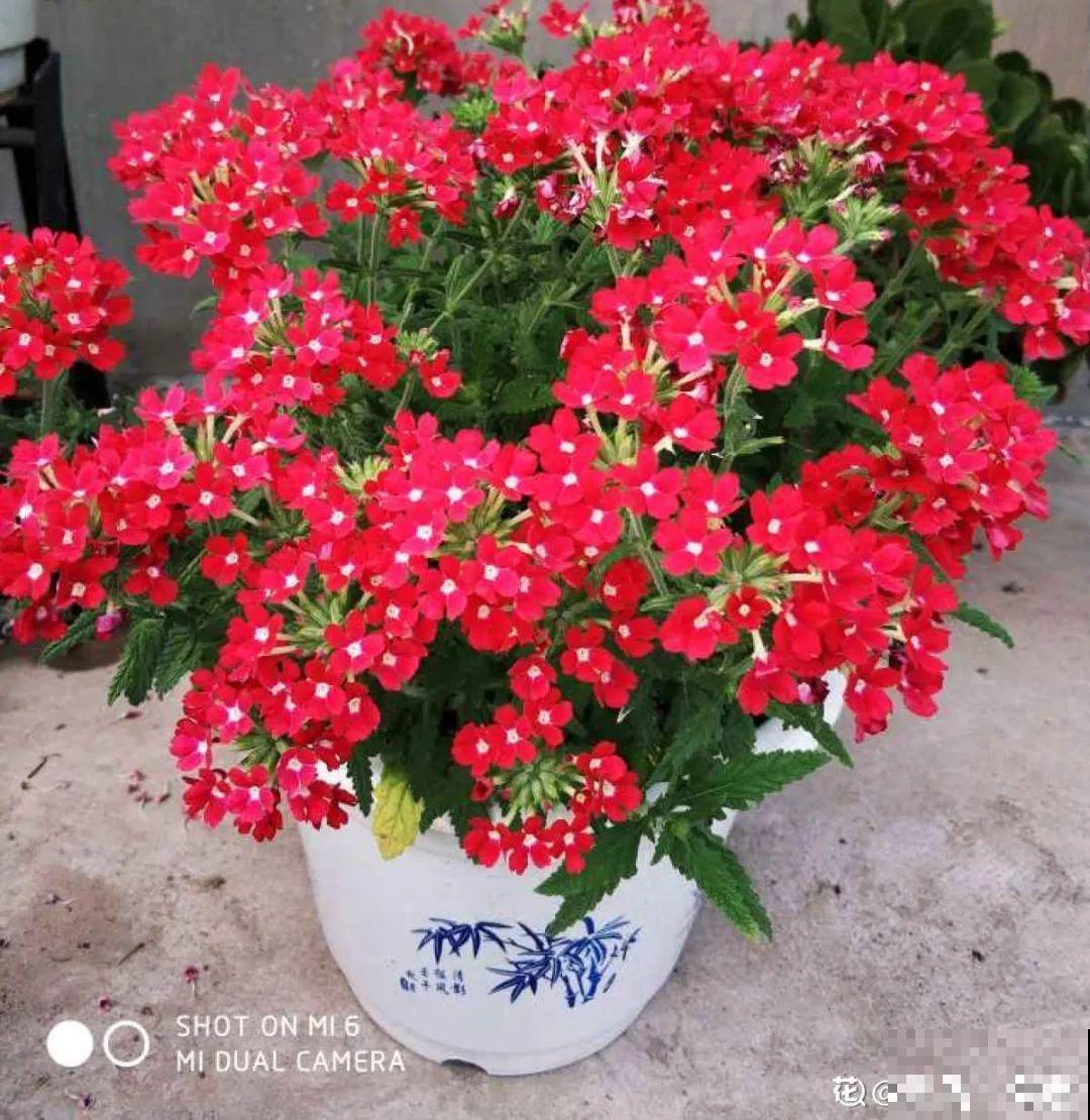 春天给花修剪,花才能呼呼开,俩月开爆盆 春天给花修剪,花才能呼呼开,俩月开爆盆