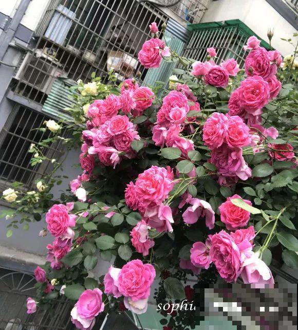 阳台虽小，种点花草，也能变成小花园