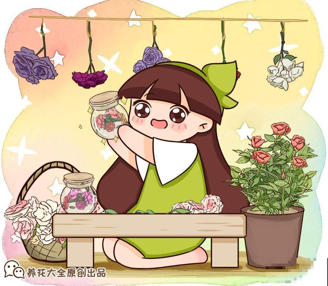 新手养不好月季？往往是忽视这3点，赶紧重视起来！