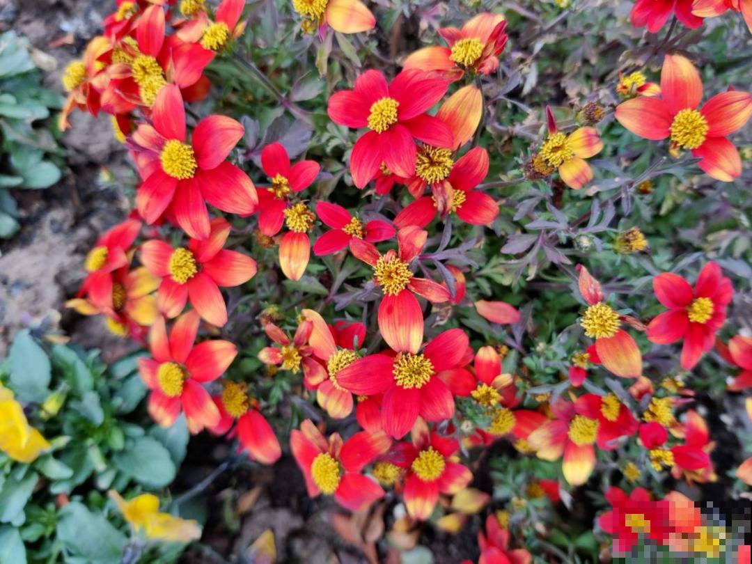 家里养盆“省心”花,自己开花自己结种,不用再买花种了 家里养盆“省心”花,自己开花自己结种,不用再买花种了