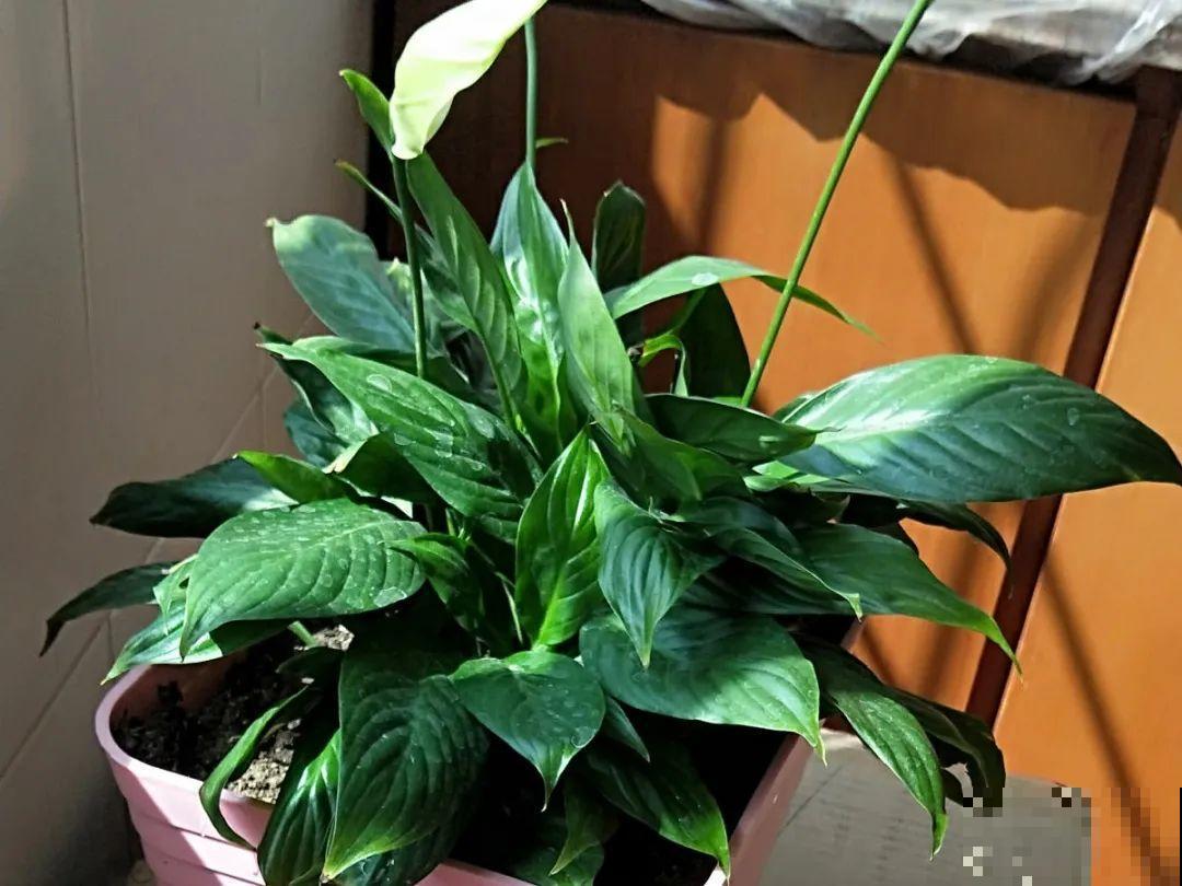 3月份养花,别急着搬出屋外,花容易死翘翘 3月份养花,别急着搬出屋外,花容易死翘翘