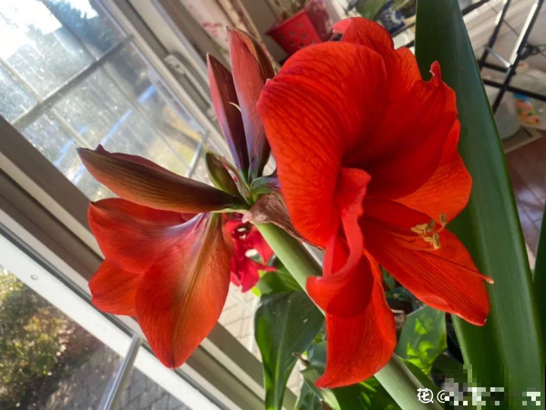 春天逛花市，过季花现在不能买，白花钱活不久