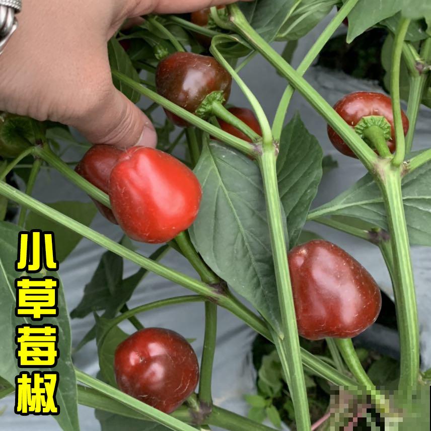 开春在家种点菜，长势超快，省下买菜钱