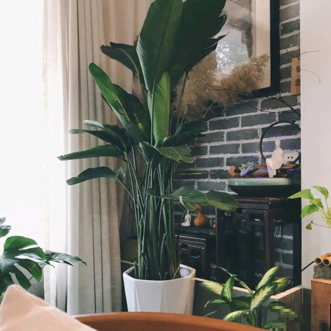 10种花越高越值钱,能长到2米,大高个霸气镇宅! 10种花越高越值钱,能长到2米,大高个霸气镇宅!