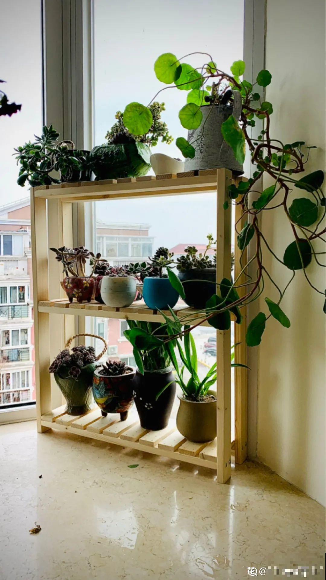 阳台虽小，种点花草，也能变成小花园