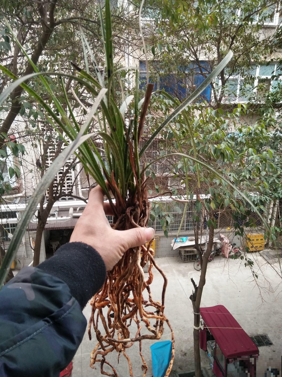 养花换个方法,直接插水里养, 干净长得快 养花换个方法,直接插水里养, 干净长得快