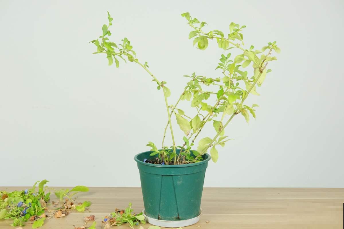 蓝雪花真是“开花机器”，光照越强越开花，一年到头都赏花