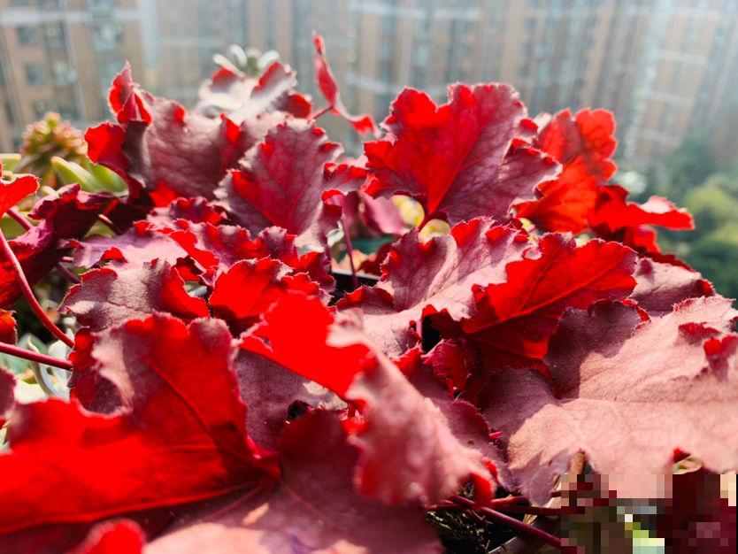 4种花价格便宜,适合种在院子里,春天开满园 4种花价格便宜,适合种在院子里,春天开满园