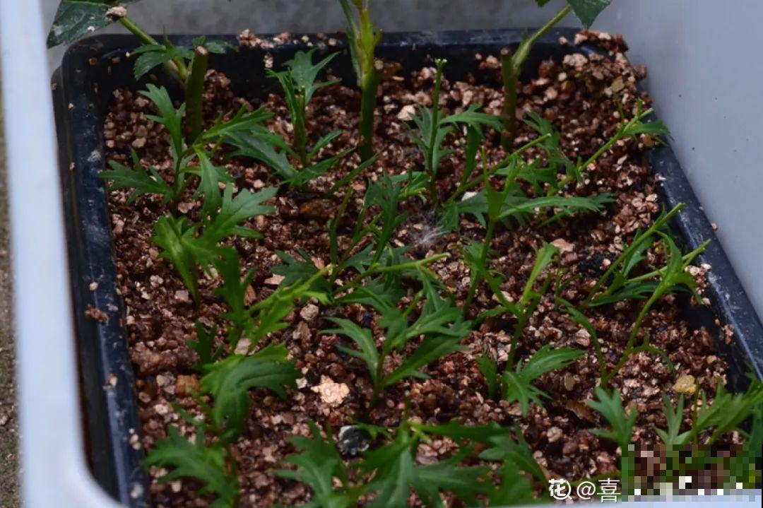 大岩桐特耐阴，每天一两个小时光照，一年开花上百天