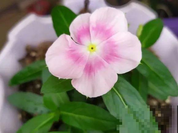 5年的马齿苋，长成“一棵小树”，真头一回见