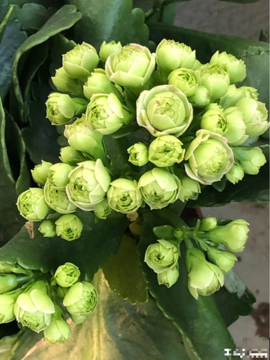 春天养盆绿色花,看着清爽干净,今年一定要养一盆 春天养盆绿色花,看着清爽干净,今年一定要养一盆