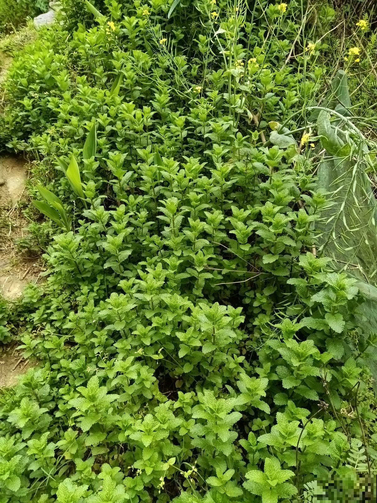 薄荷不用买，扦插就能活，很快又能长一盆！