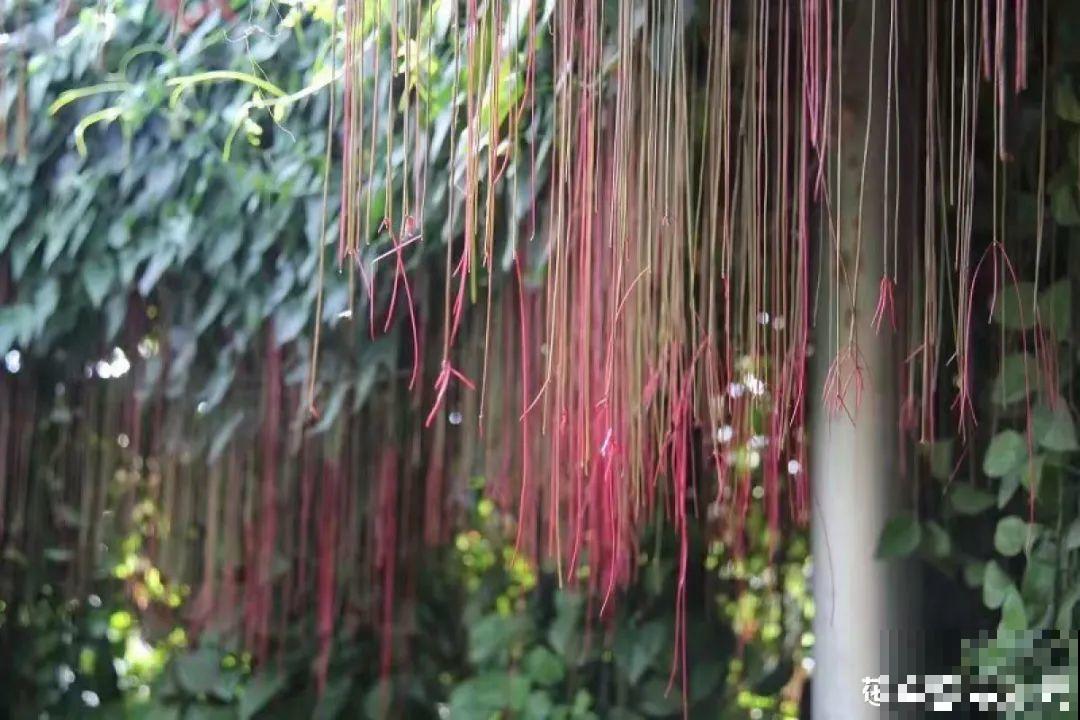 屋里种一棵爬藤花，夏天开花超旺，越热开花越多