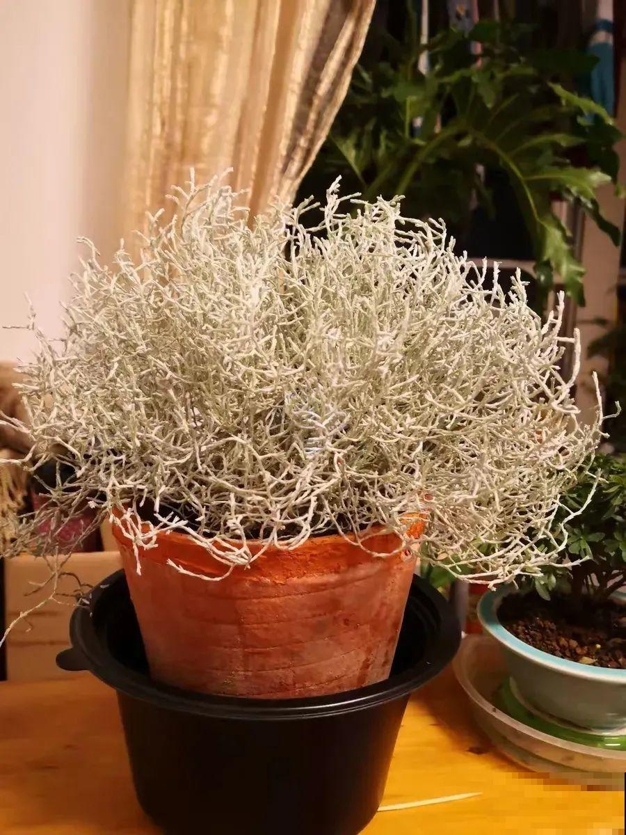 几根枝条插土里，竟然爆满盆，摆家里特别上档次