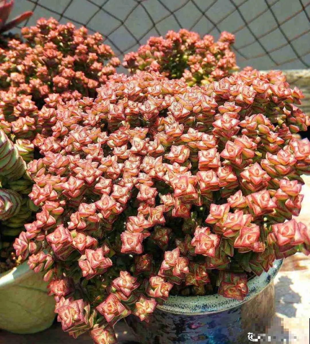 刚开始养多肉很嫌弃，后来越养越爱，打脸实录