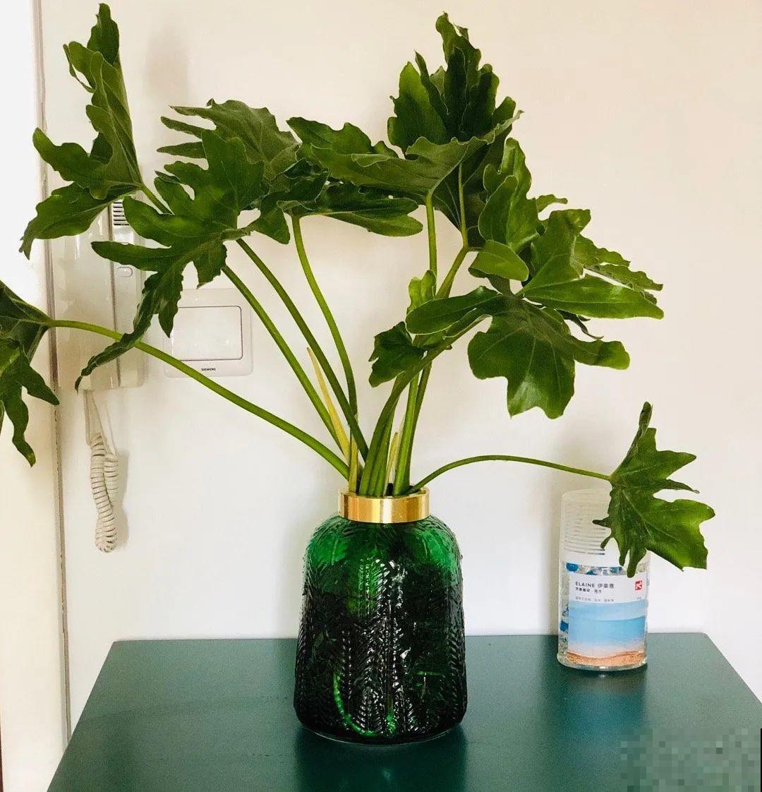 绿萝可以扔了,养盆“格调”花,颜值高还有气质 绿萝可以扔了,养盆“格调”花,颜值高还有气质