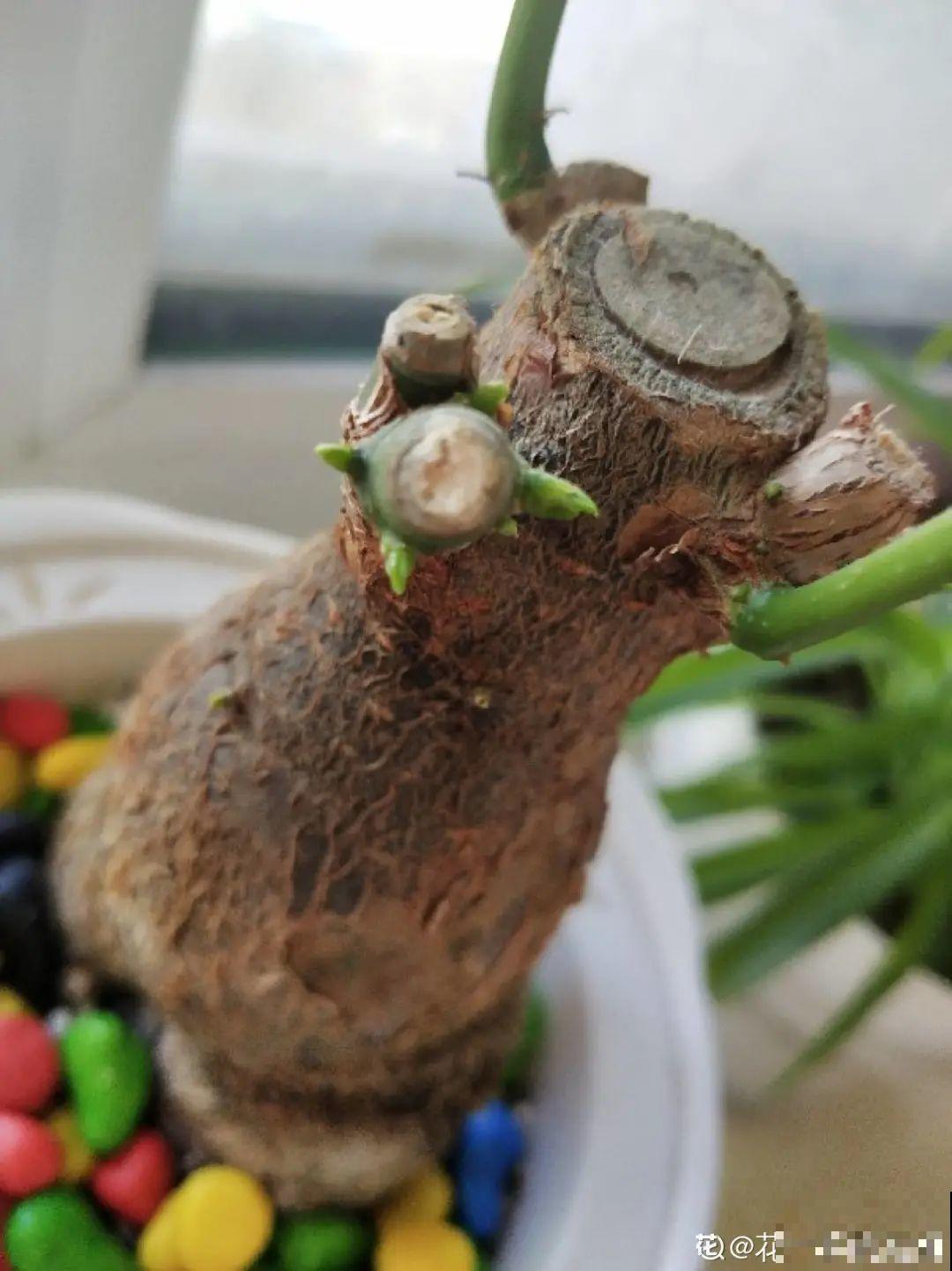 虐着养的花，剪成秃子，半月不浇水，呼呼开花