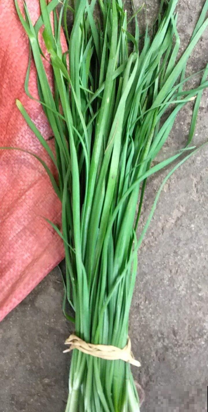 春天的野菜要趁新鲜，过了这季就没了，错过再等一年