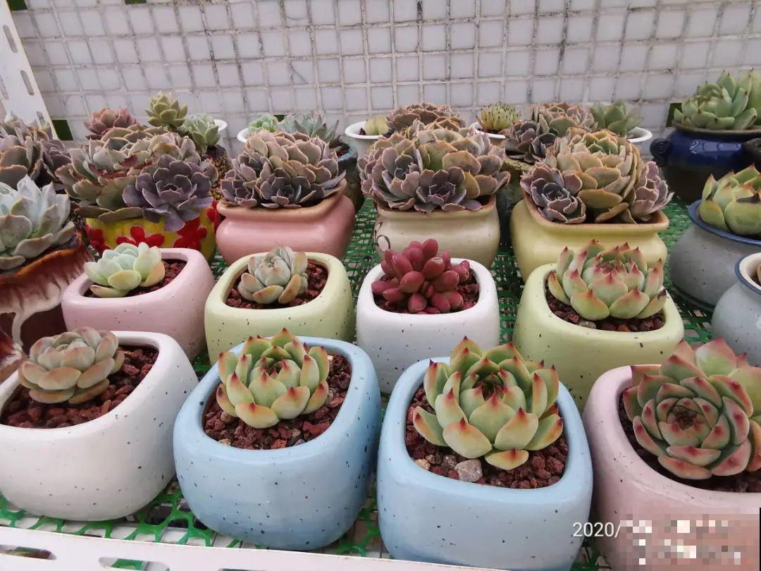 给多肉选花盆,才是最大的乐趣,不信你试试 给多肉选花盆,才是最大的乐趣,不信你试试