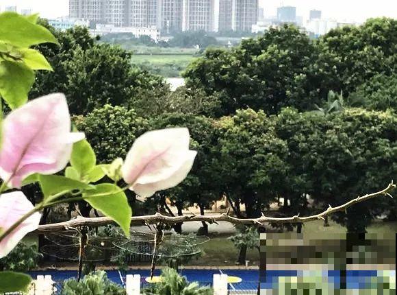 三角梅长不好?赶紧给它摘叶子,摘得越干净,长得越好 三角梅长不好?赶紧给它摘叶子,摘得越干净,长得越好