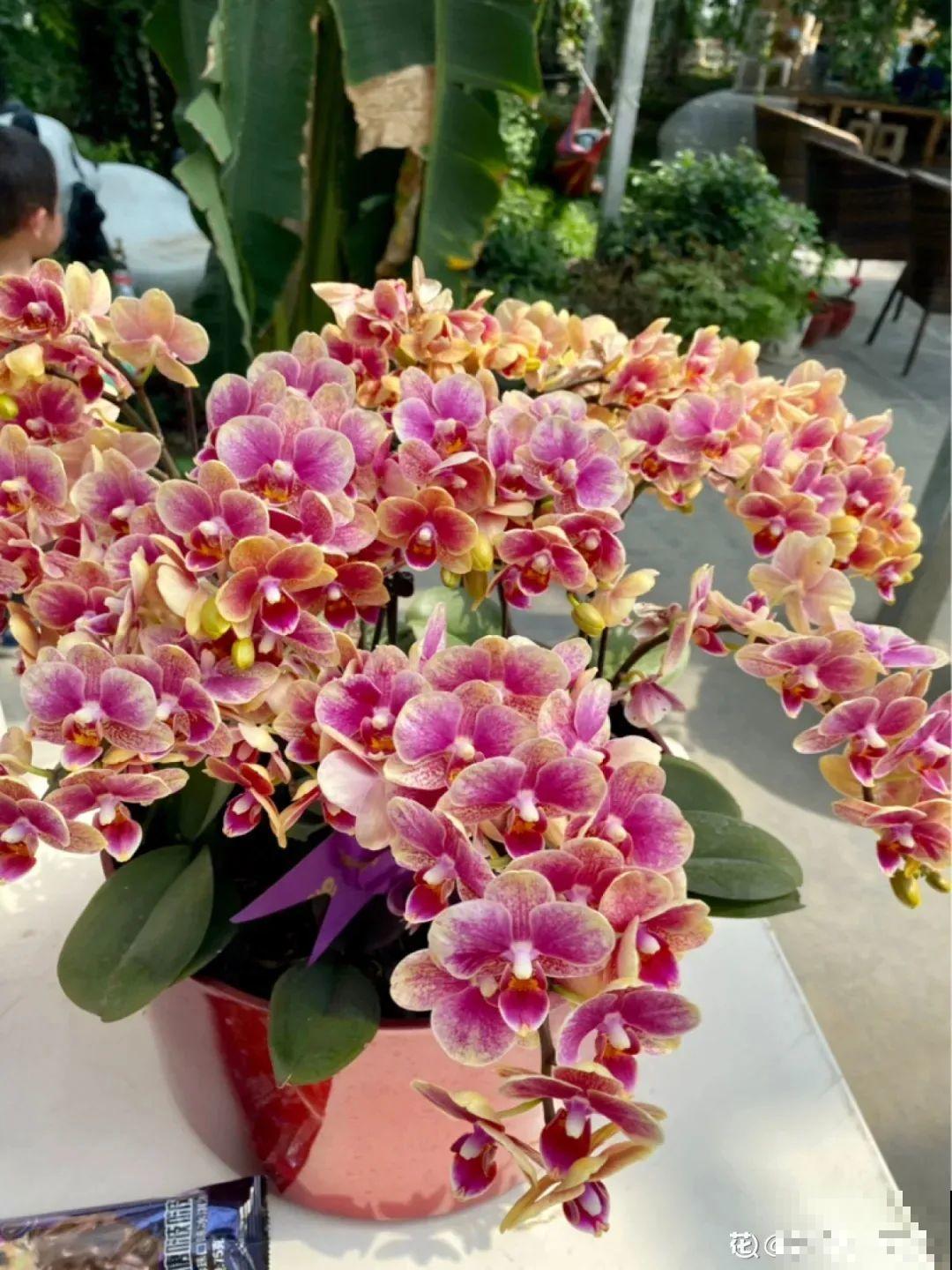 花市上的蝴蝶兰，长得像假花，谁见了都要摸一下！