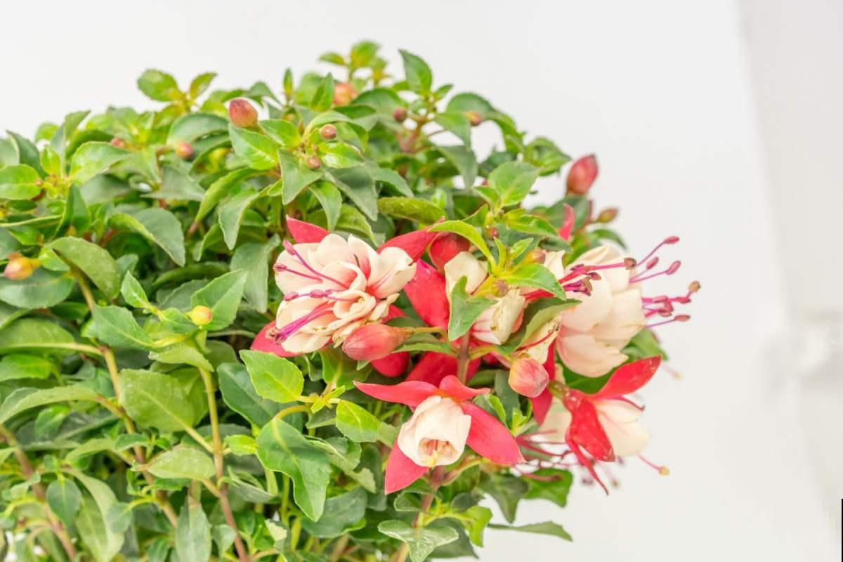 夏天不想让花热死，不如养盆金凤花，耐热颜值高