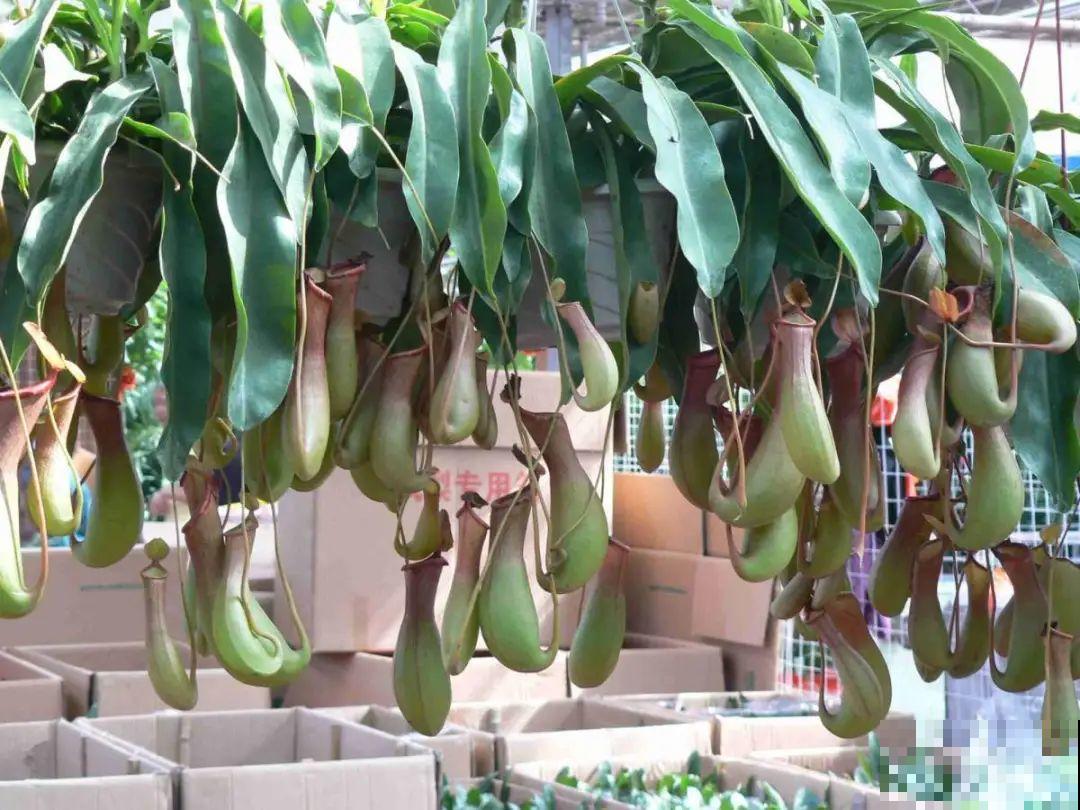 家里养棵“丑八怪”，霸气镇宅，越养越爱