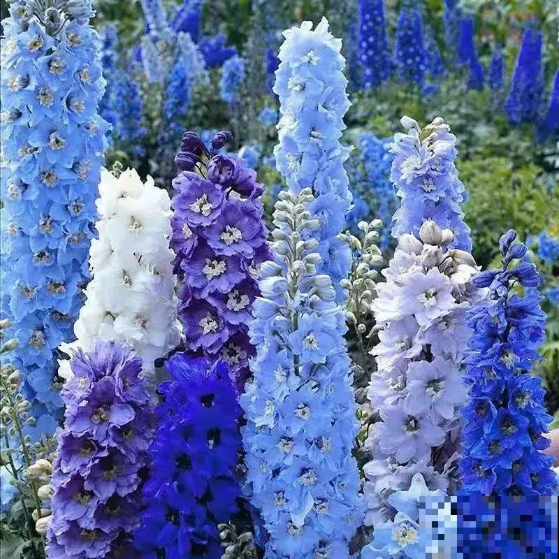 如果我有院子，一定种这3种花，天天有花赏！