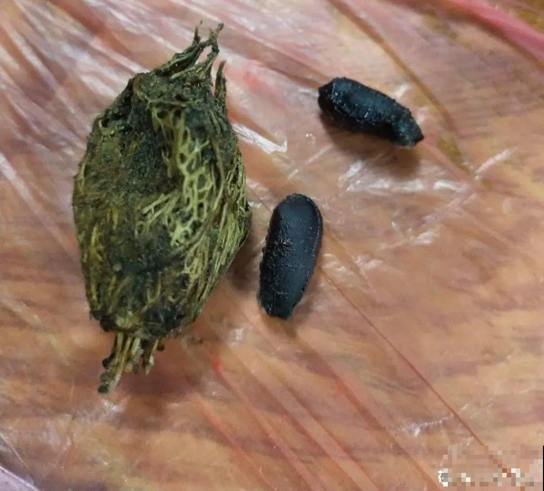 20种花不用买，开完花等20天，爆出好多种子！