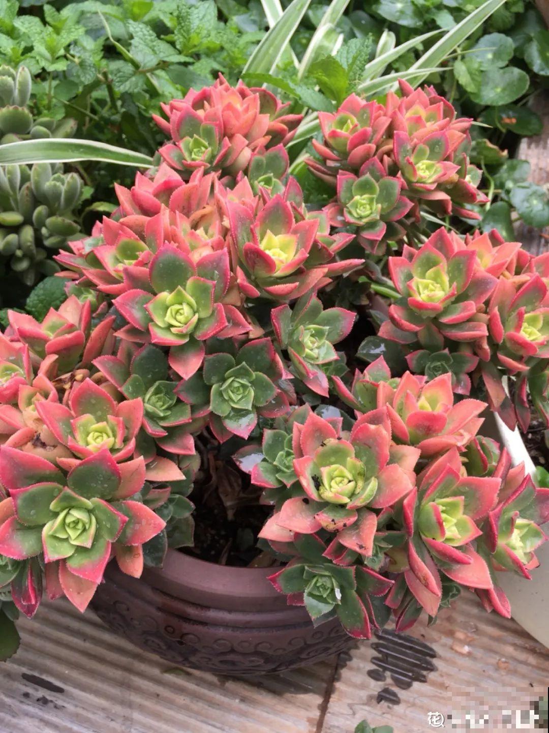 刚开始养多肉很嫌弃，后来越养越爱，打脸实录