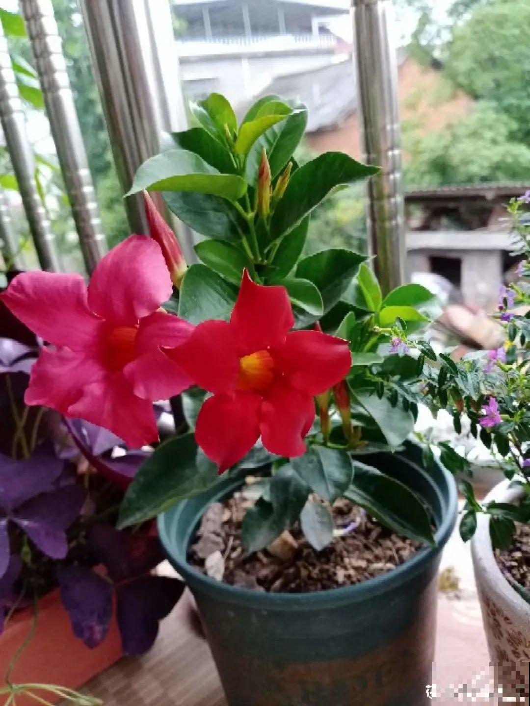 晒不死、热不死的花,越晒花越多,越热长越快 晒不死、热不死的花,越晒花越多,越热长越快