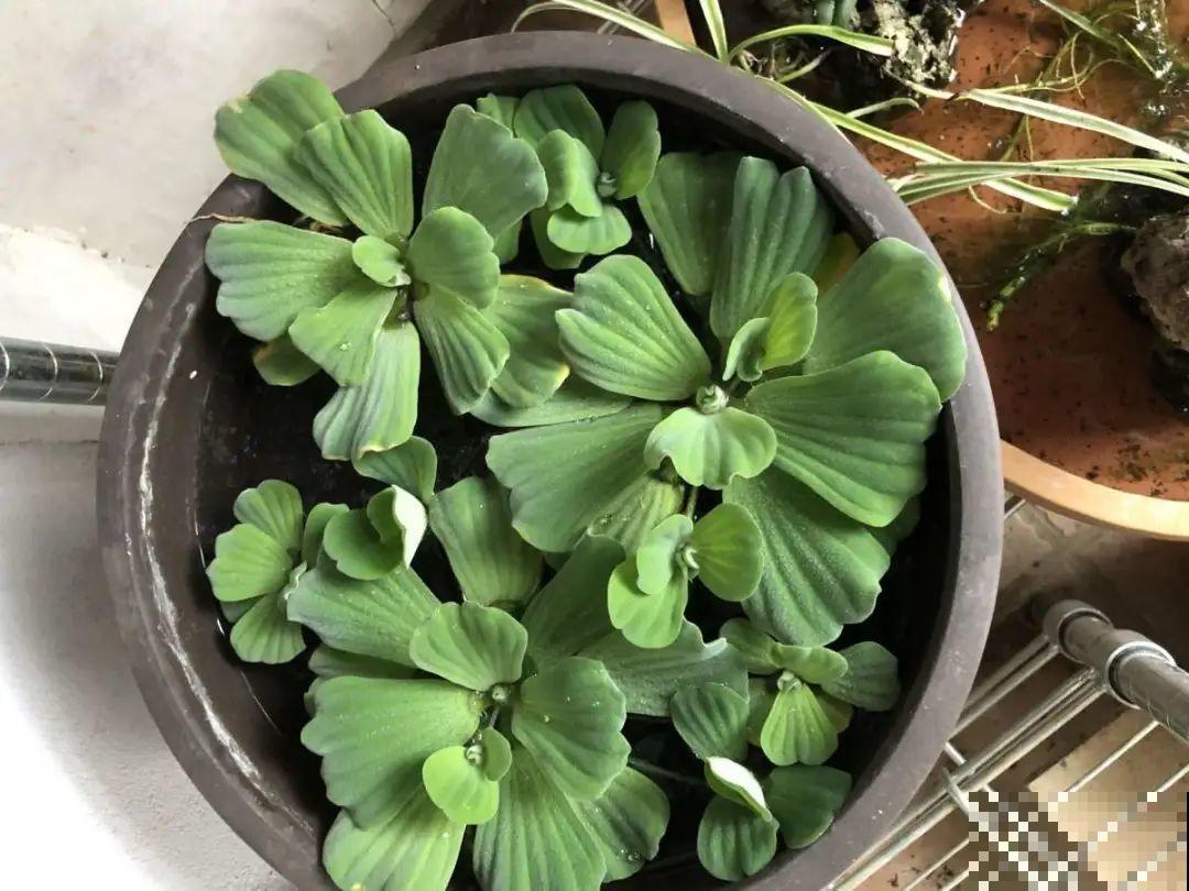 10种花夏天喝水多,多浇水,很快爆满一大缸 10种花夏天喝水多,多浇水,很快爆满一大缸