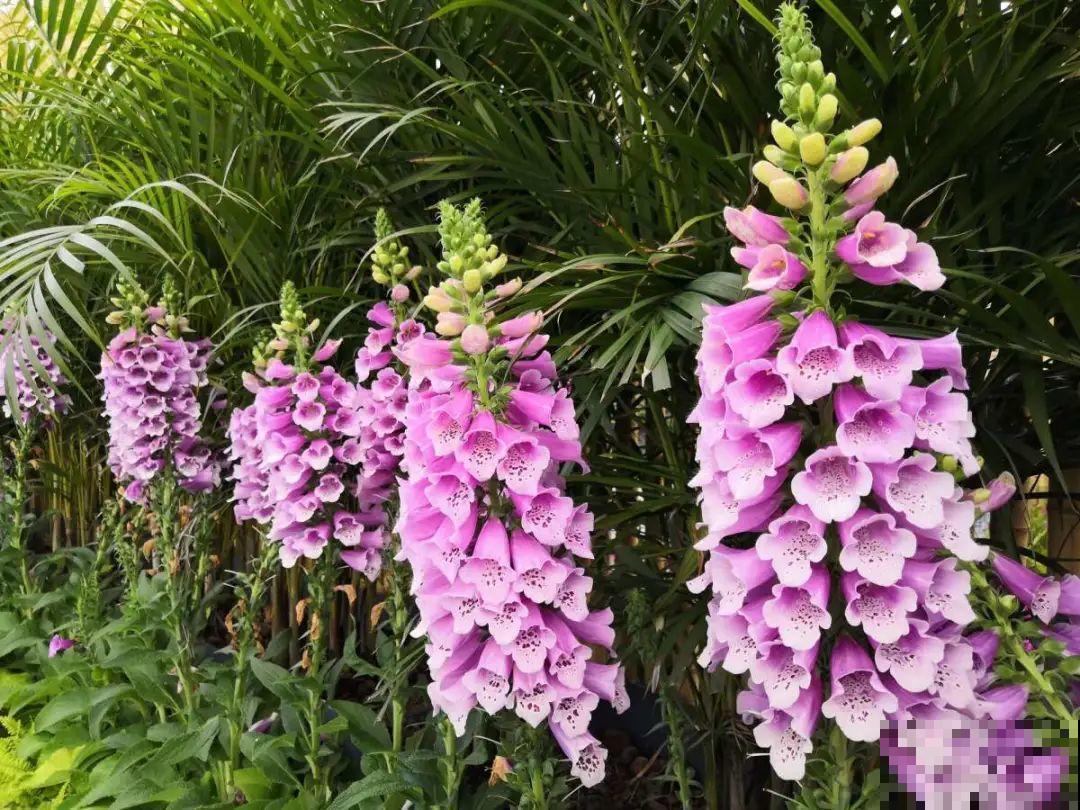 家里养盆“省心”花,自己开花自己结种,不用再买花种了 家里养盆“省心”花,自己开花自己结种,不用再买花种了