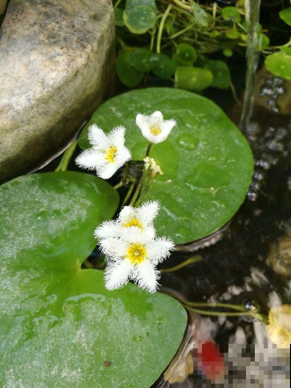 1种花只有1片叶，只需要一碗清水就能养，现在养到夏天长满缸！