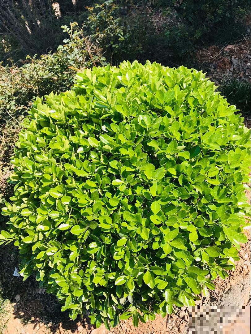 路边的月季开花后，比拳头还要大，没成想却招了贼