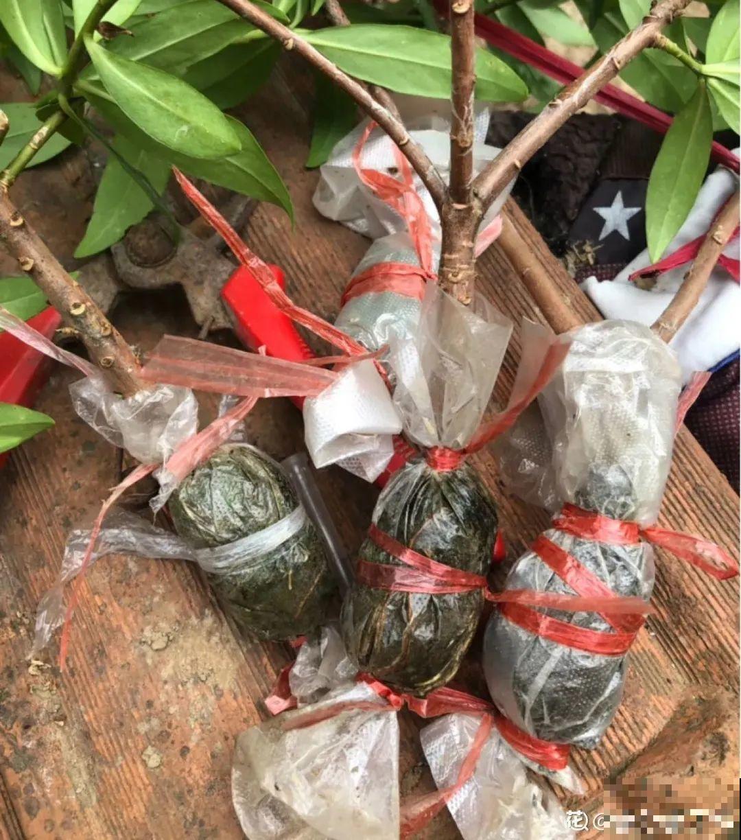 春天最佳繁殖季，扦插播种分株压条，成活率特高