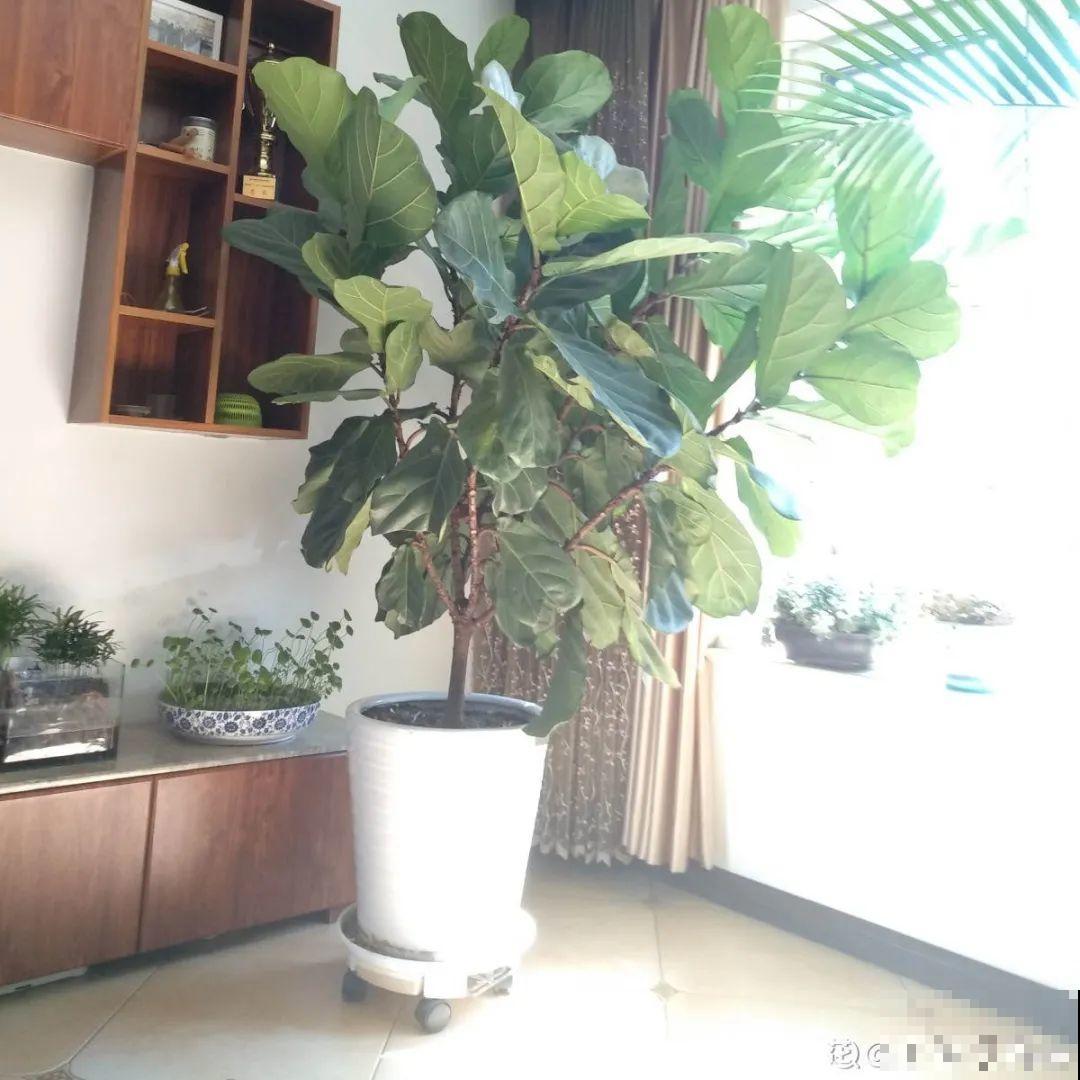 室内小窗台,养点小众盆栽,气质瞬间不一样 室内小窗台,养点小众盆栽,气质瞬间不一样