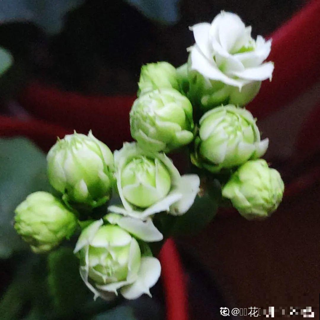 春天养盆绿色花,看着清爽干净,今年一定要养一盆 春天养盆绿色花,看着清爽干净,今年一定要养一盆