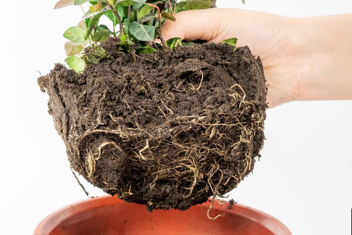 植物换盆技巧,成活率高,换完植物又绿又壮! 植物换盆技巧,成活率高,换完植物又绿又壮!