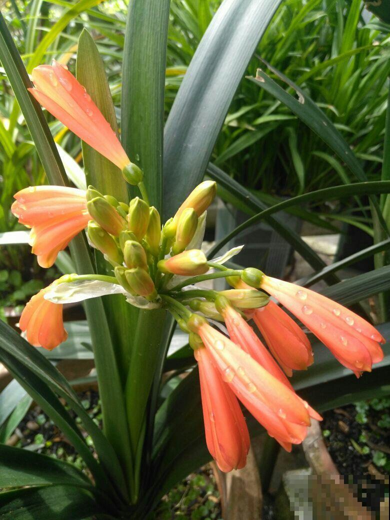 开花像“小喇叭”的植物，特别耐阴，没光也能开爆盆