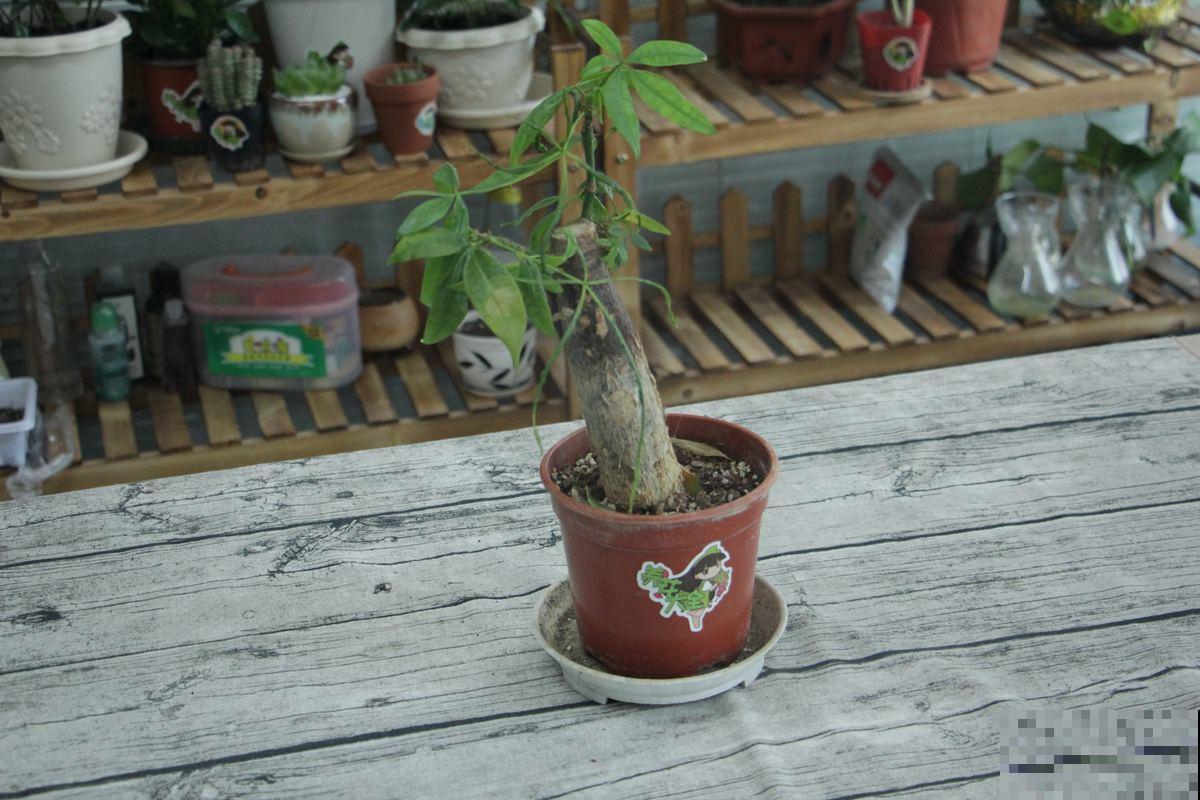 不适合勤浇水的6种花，浇多了，就黄叶！