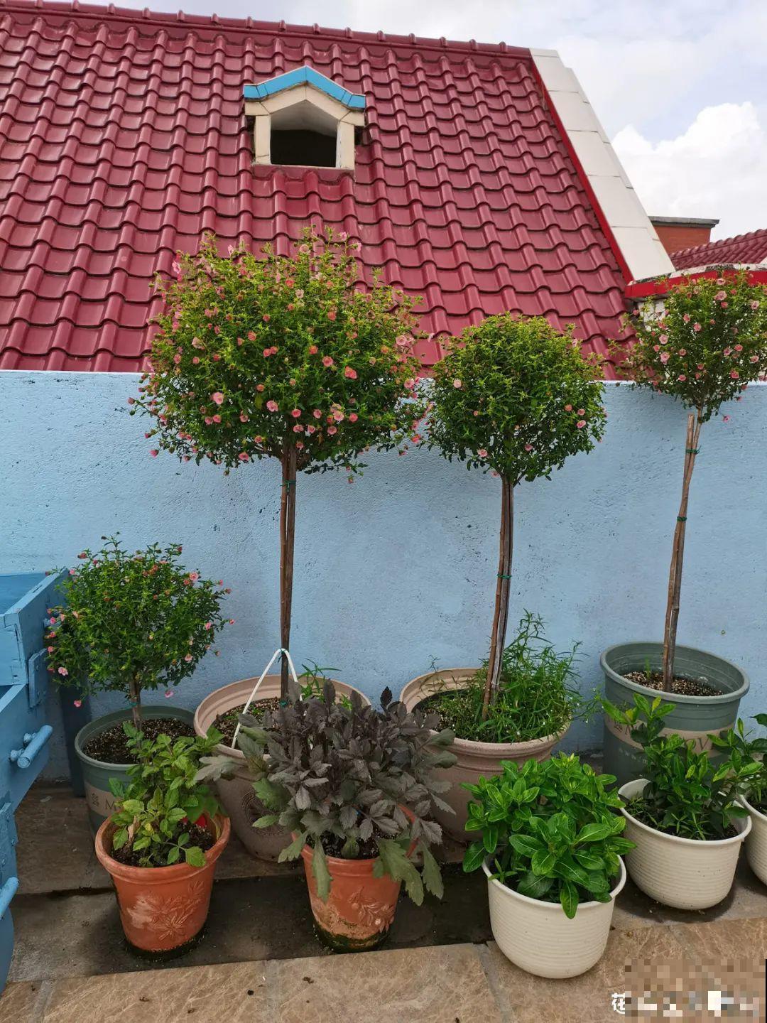 夏天扦插小木槿，半个月生根，养成棒棒糖开出花球