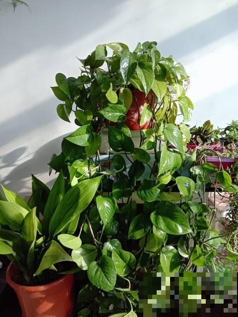 绿萝总是黄叶,原来是3点没注意,赶紧补救 绿萝总是黄叶,原来是3点没注意,赶紧补救