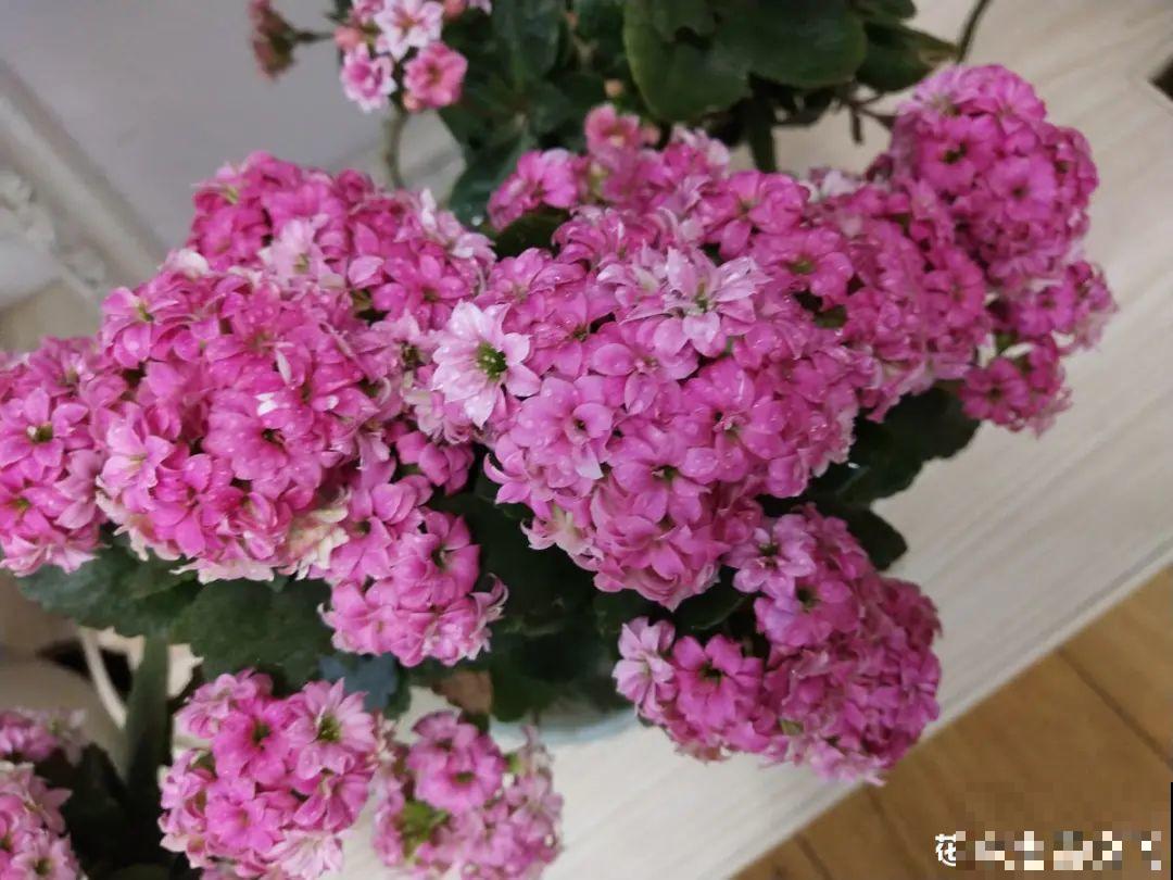 天热了,8种花要休眠,要少浇水 天热了,8种花要休眠,要少浇水