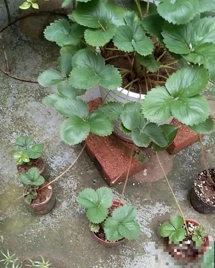 花盆里养棵果树,满枝条都是果子,看着就喜庆 花盆里养棵果树,满枝条都是果子,看着就喜庆