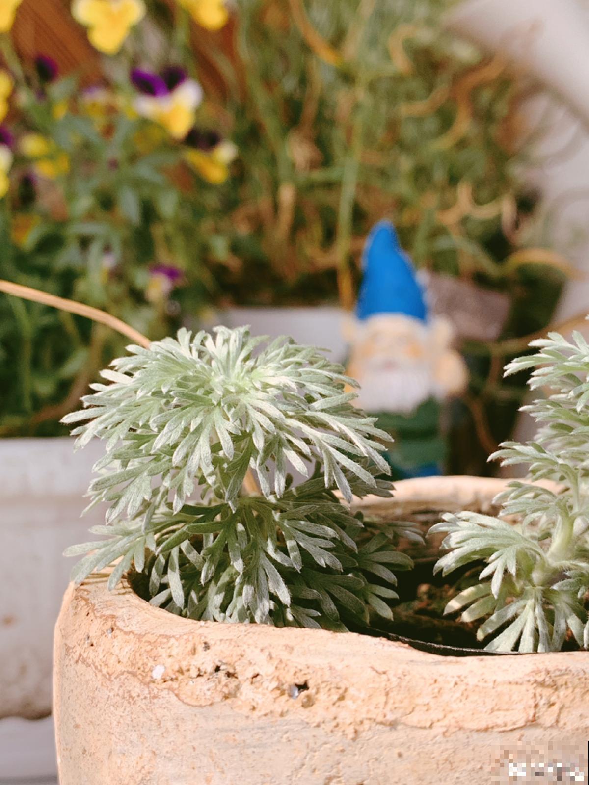 浑身散发着仙气的“朝雾草”,颜值清新脱俗,好养易爆盆 浑身散发着仙气的“朝雾草”,颜值清新脱俗,好养易爆盆